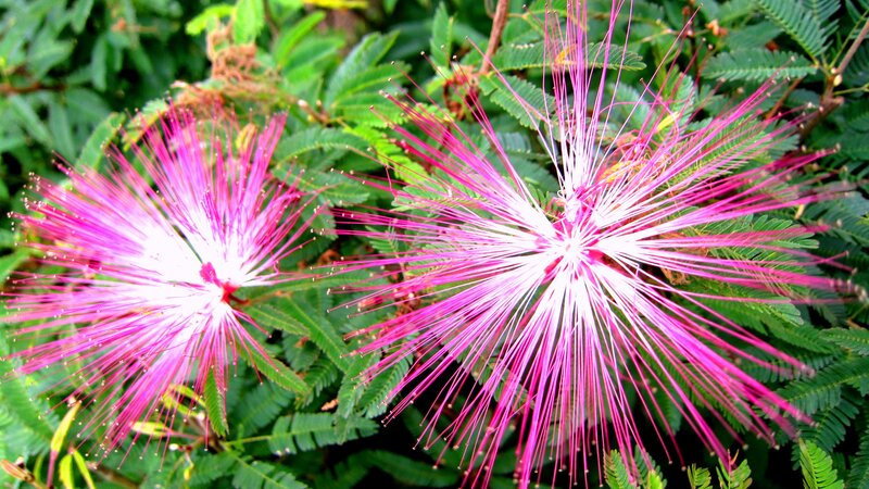 Pink Powder-puff Flowers — Vibrant