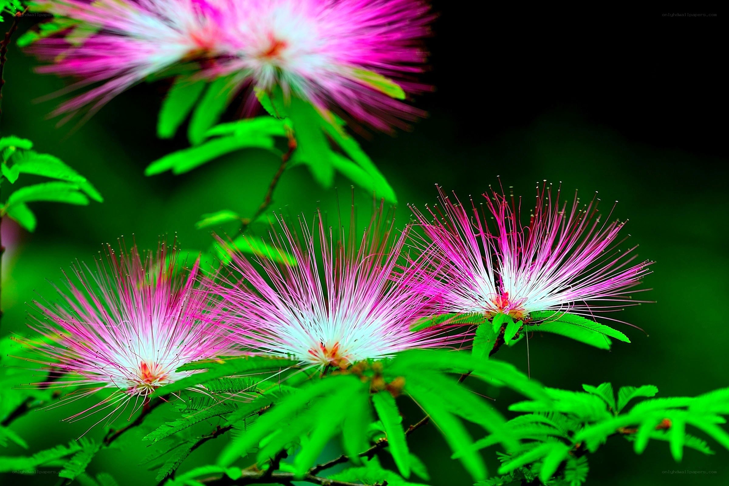 Pink powder puff flowers