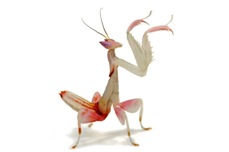 pink praying mantis