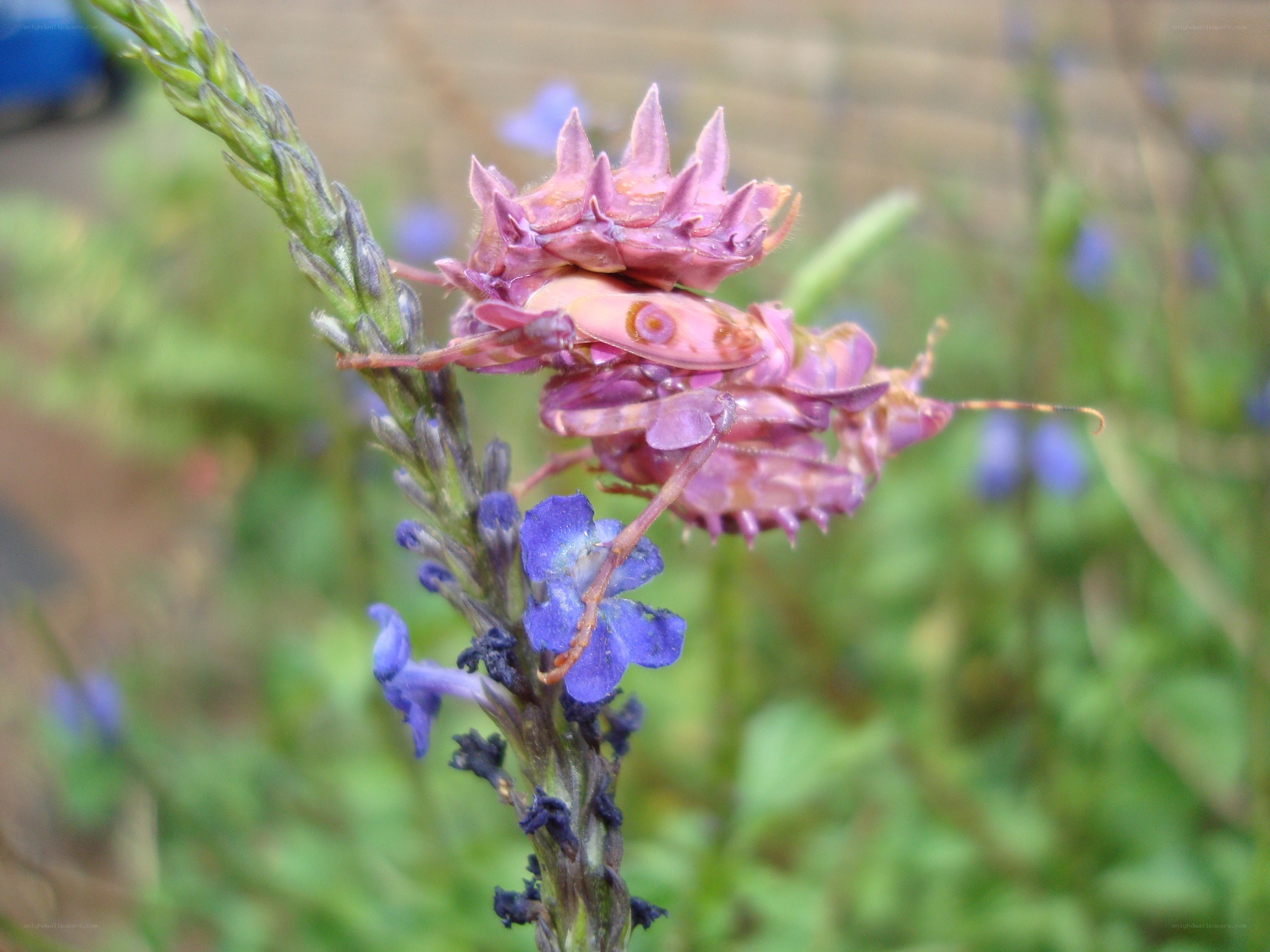 pink praying mantis on flower