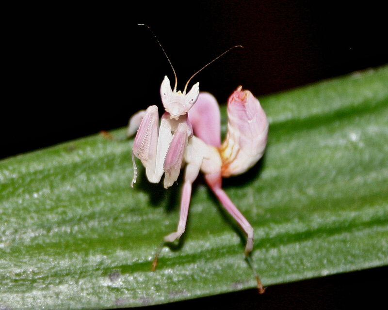 Pink praying mantis on leaf