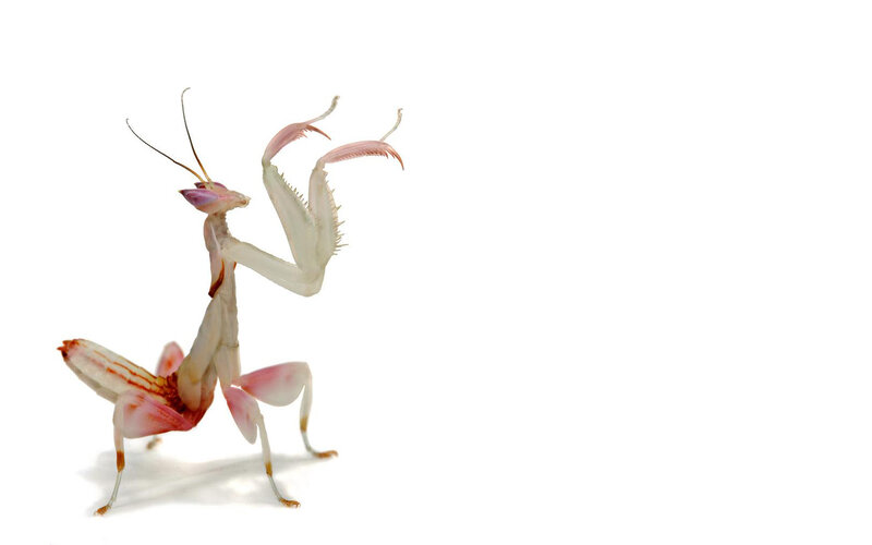 pink praying mantis