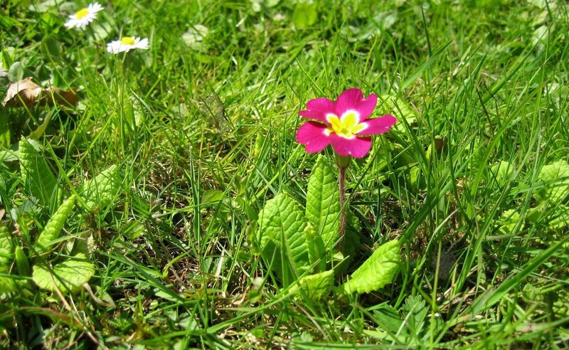 Pink Primrose Flower — Green