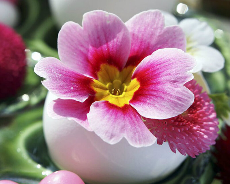 Pink Primrose Flower — Serene