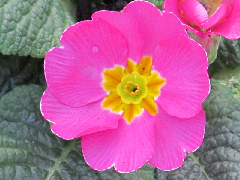 Pink Primrose Flower