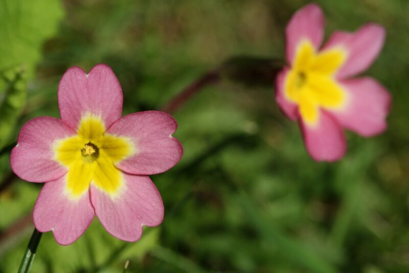 pink primrose flowers
