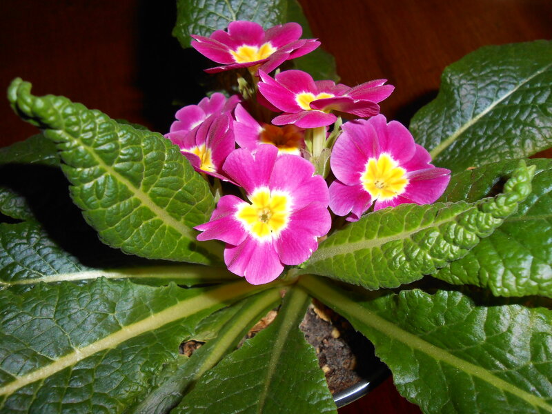 Pink Primrose Flowers — Calm, Photograph, Green Leaves