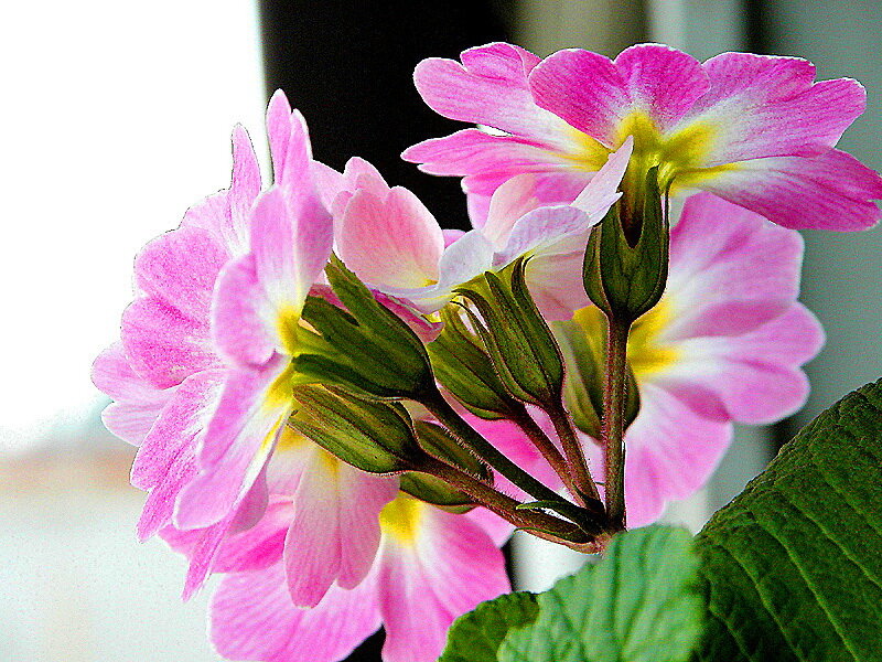 Pink Primrose Flowers — Calm, Photograph