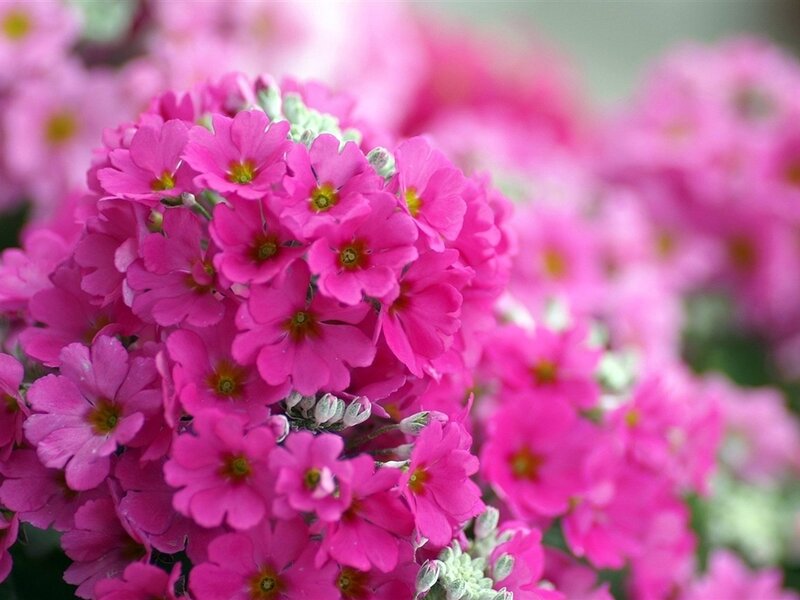 Pink Primrose Flowers — Calm, Spring, Photograph, Bloom, Greenery