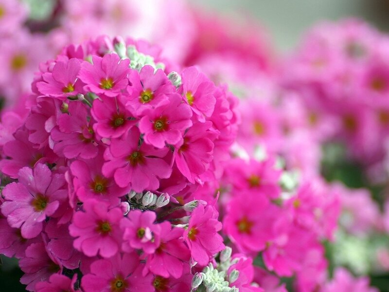 Pink Primrose Flowers — Calm, Spring, Photograph, Bloom