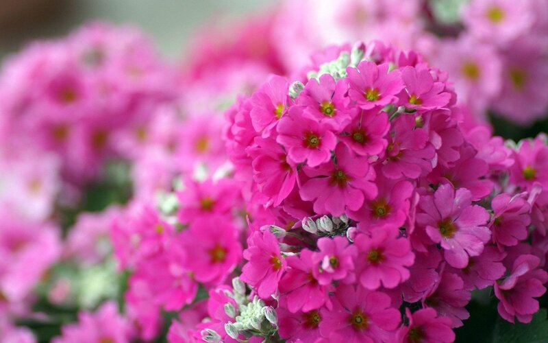 Pink Primrose Flowers — Calm, Spring, Photograph, Buds, Greenery