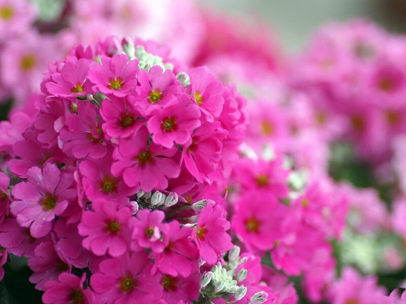 Pink Primrose Flowers — Calm, Spring, Photograph, Buds