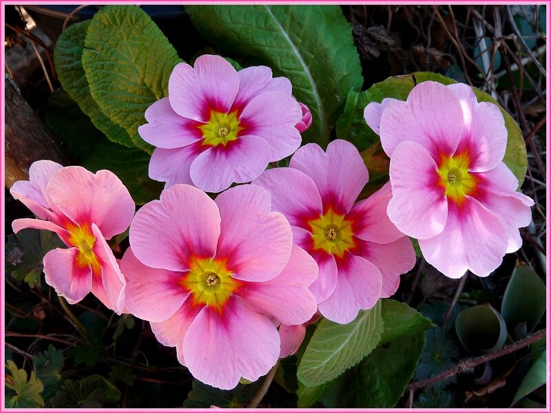 Pink Primrose Flowers — Calm, Spring, Photograph, Green Leaves, Twigs
