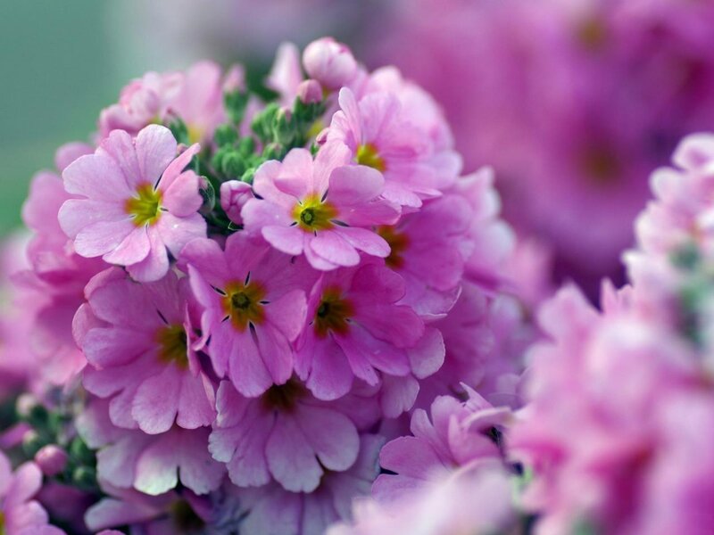 Pink Primrose Flowers — Calm, Spring, Photograph, Green Stems