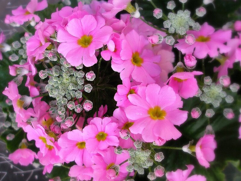 Pink Primrose Flowers — Calm, Spring