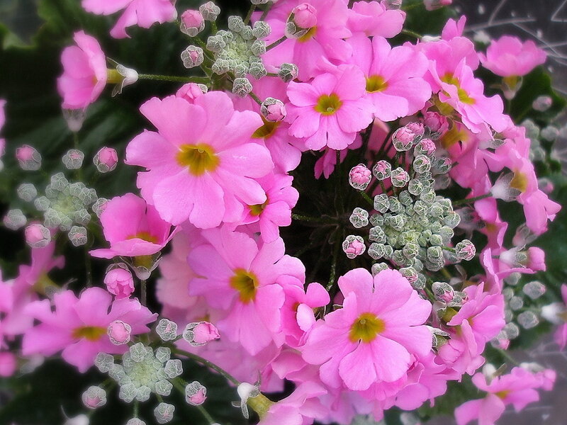 Pink Primrose Flowers — Calm