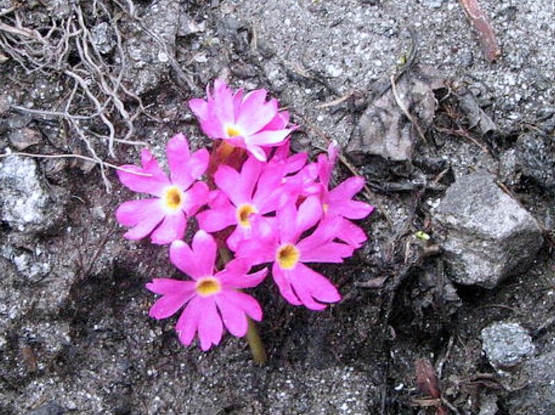 Pink Primrose Flowers — Natural, Spring, Photograph
