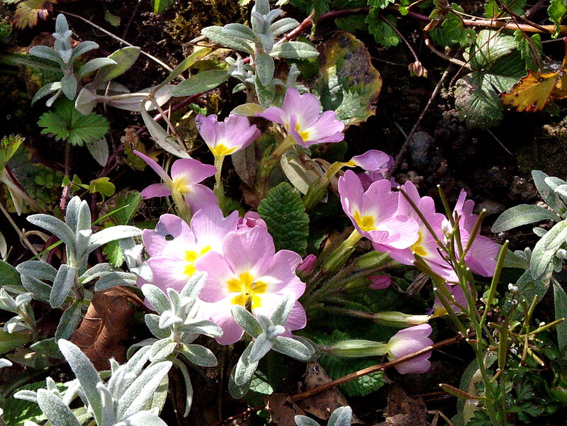 Pink Primrose Flowers — Natural, Spring