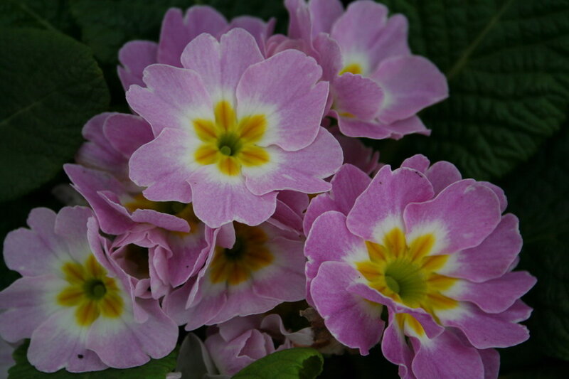 Pink Primrose Flowers — Purple