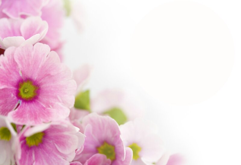 Pink Primrose Flowers — Serene, Spring, Photograph