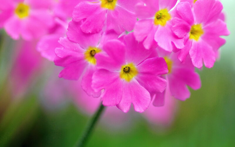 Pink Primrose Flowers — Serene, Spring, Photograph, Yellow Centers, Green Stems, Blurred Background