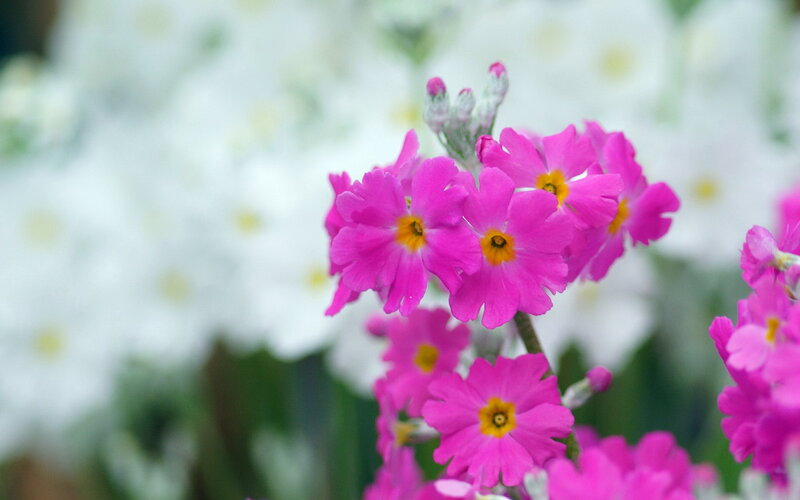 Pink Primrose Flowers — Serene, Spring, Photograph, Yellow Centers, Green Stems, White Background