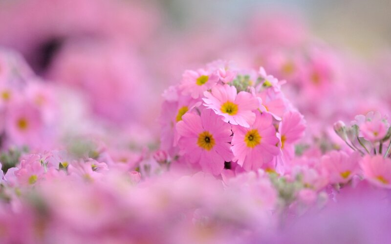 Pink Primrose Flowers — Serene, Spring, Photograph, Yellow Centers, Green Stems, Yellow