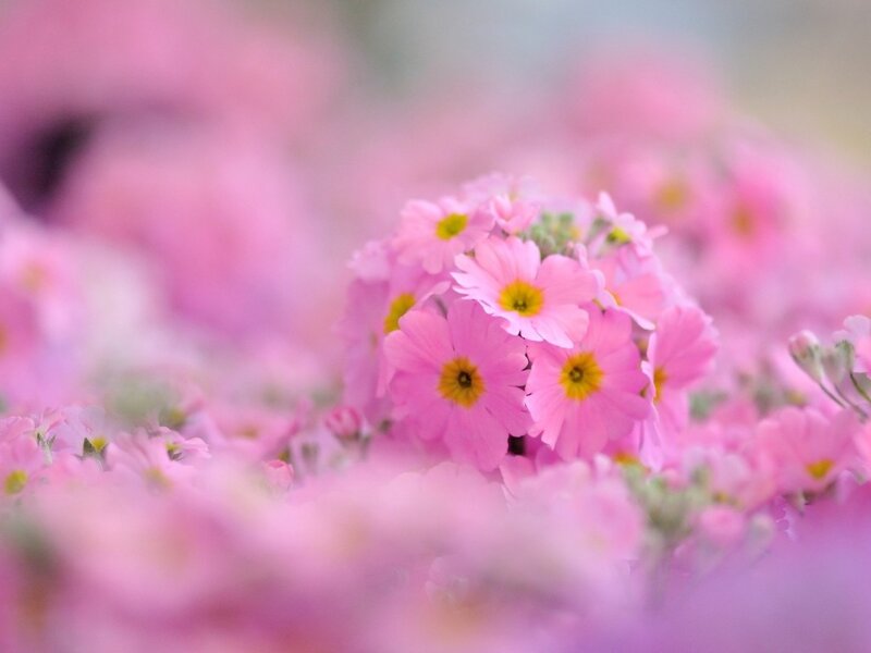 Pink Primrose Flowers — Serene, Spring, Photograph, Yellow Centers