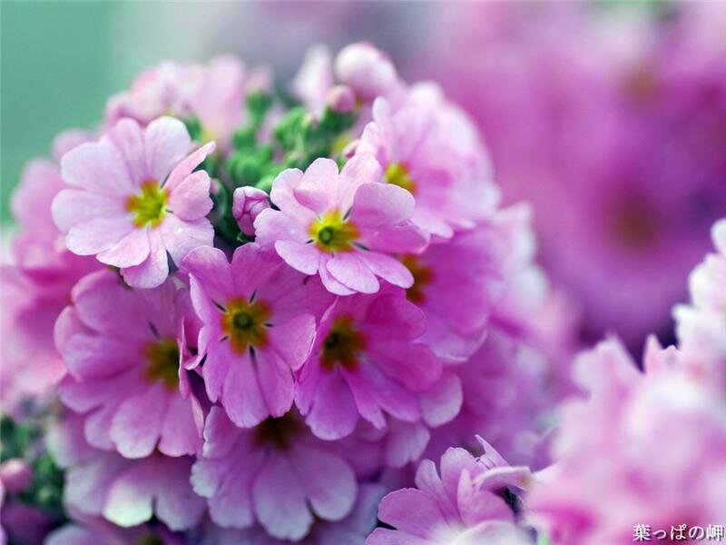 Pink Primrose Flowers — Serene, Spring