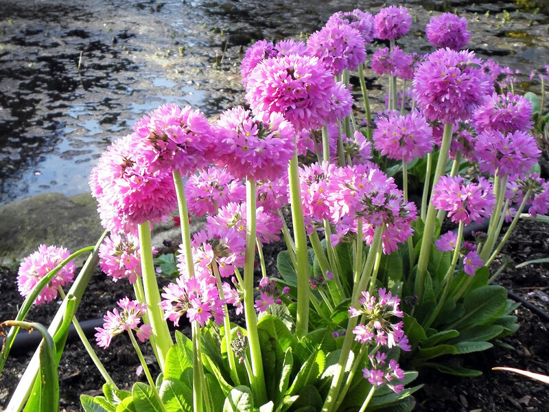 Pink Primrose Flowers — Serene