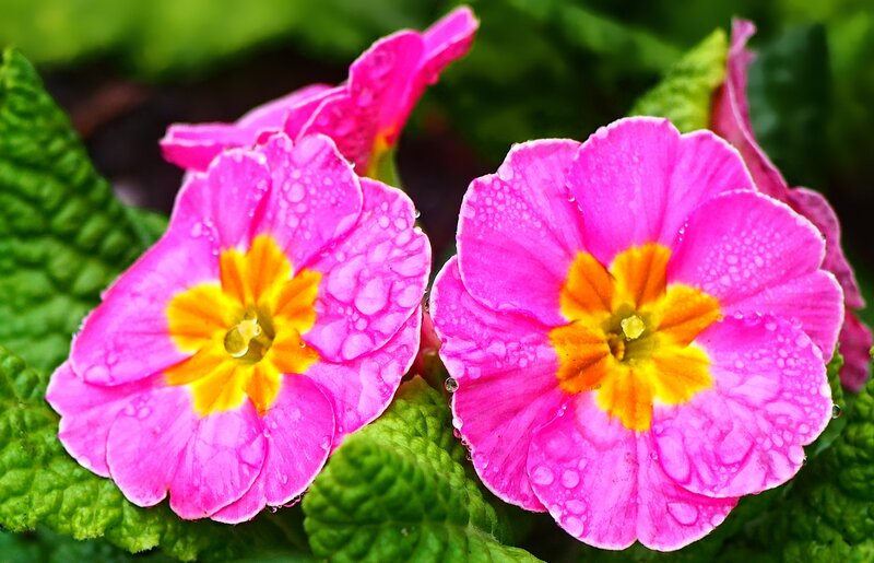 Pink Primrose Flowers — Vibrant, Spring, Photograph