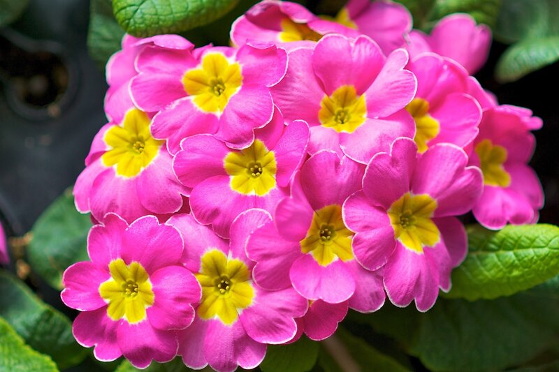 Pink Primrose Flowers — Vibrant, Spring