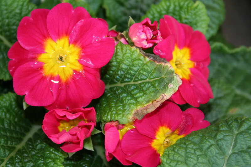 Pink Primrose Flowers — Vibrant