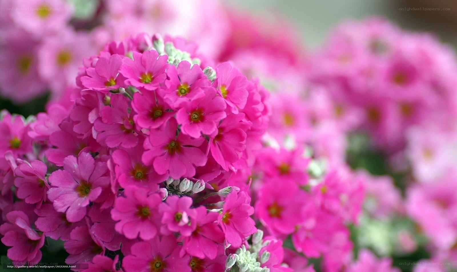 Pink Primrose Flowers