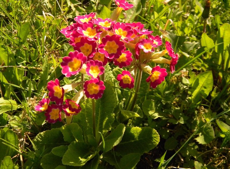 Pink primroses in a meadow