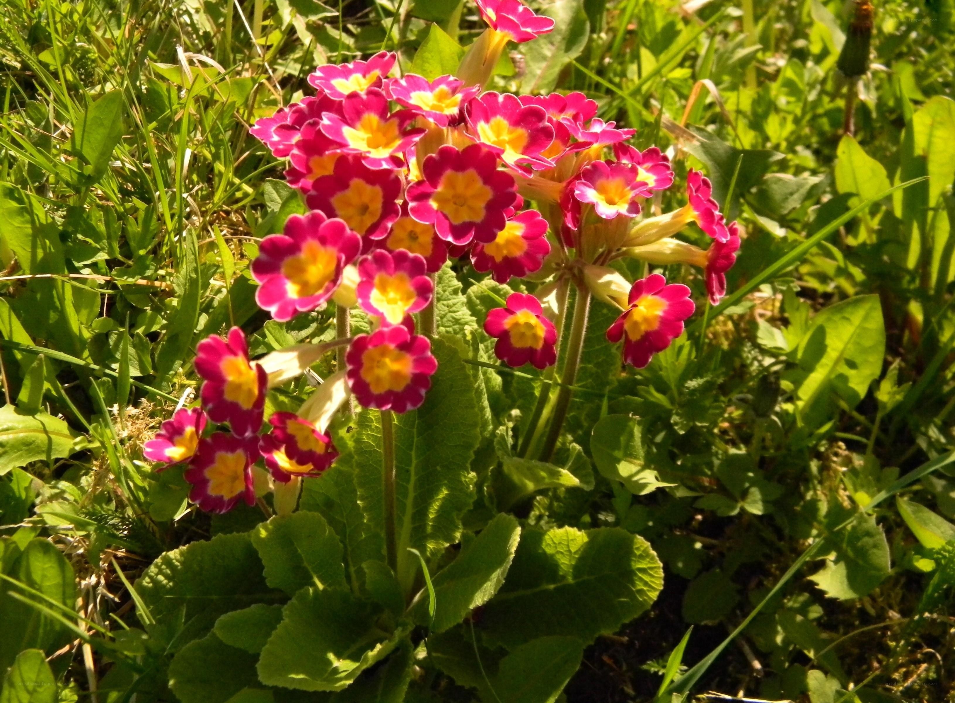 Pink primroses in a meadow
