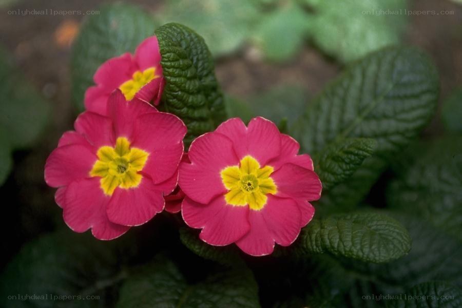 Pink primroses with yellow centers