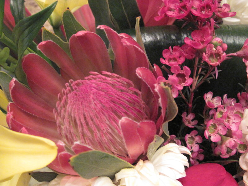 Pink Protea Flower — Calm