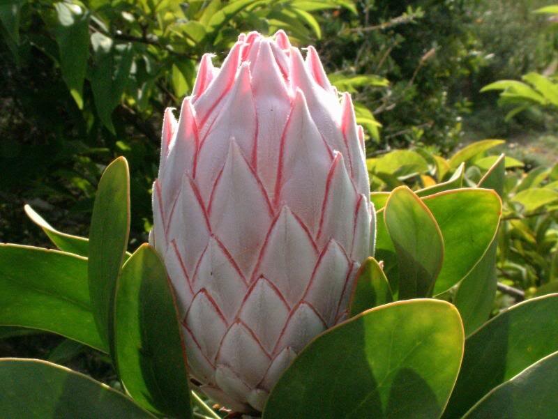 Pink Protea Flower