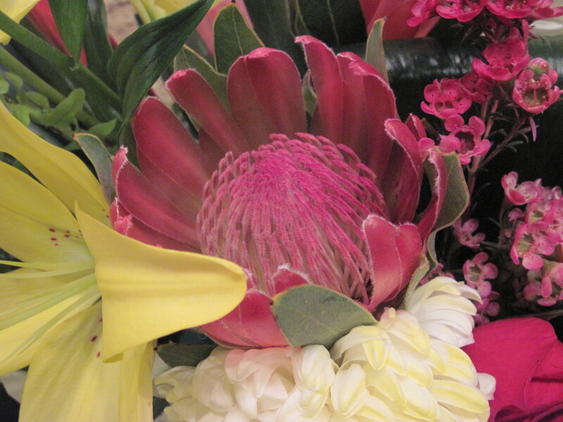 Pink Protea Flower — Vibrant