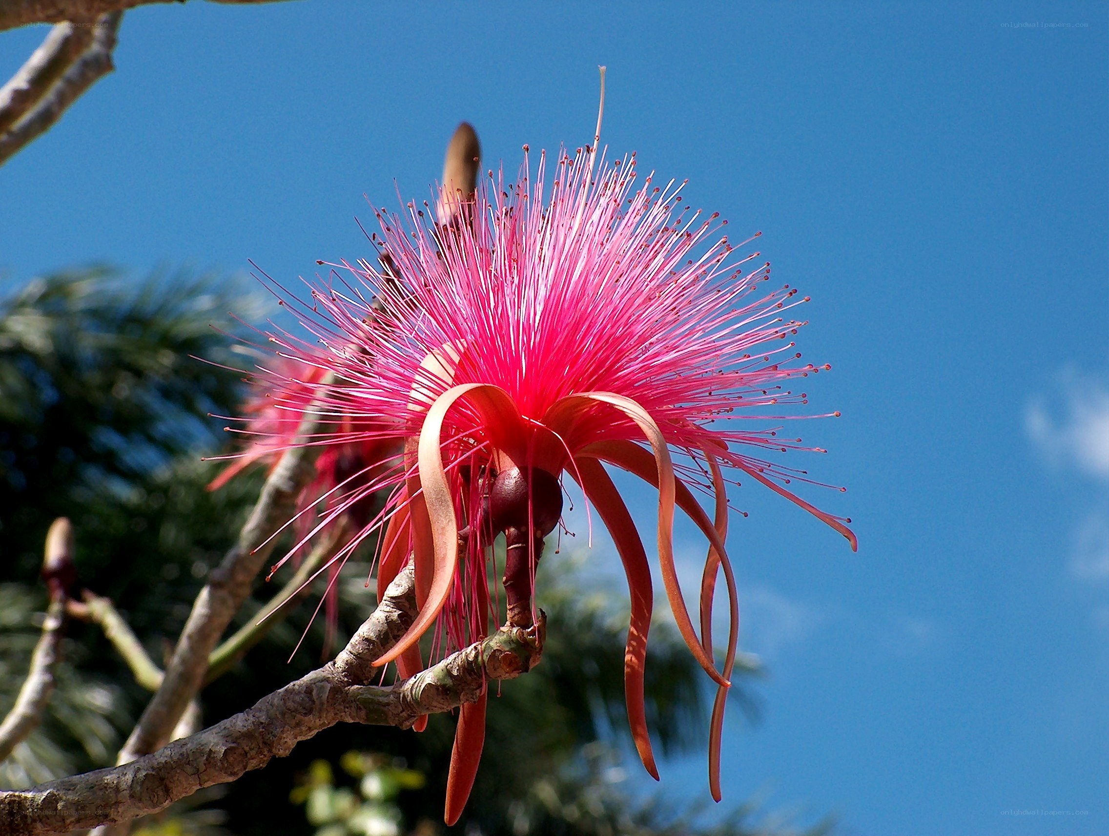 Pink puffball flower in bloom