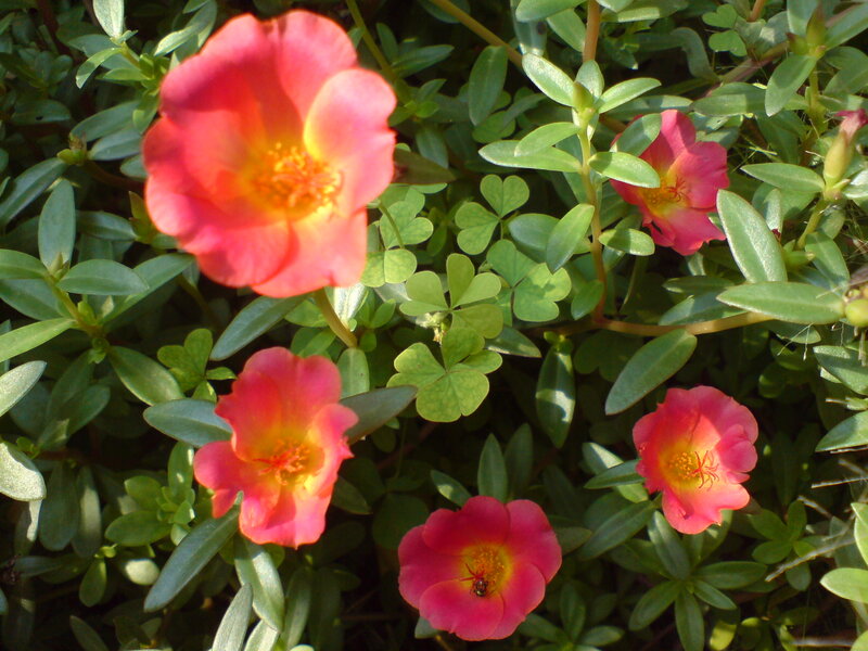 Pink Purslane Flowers — Natural