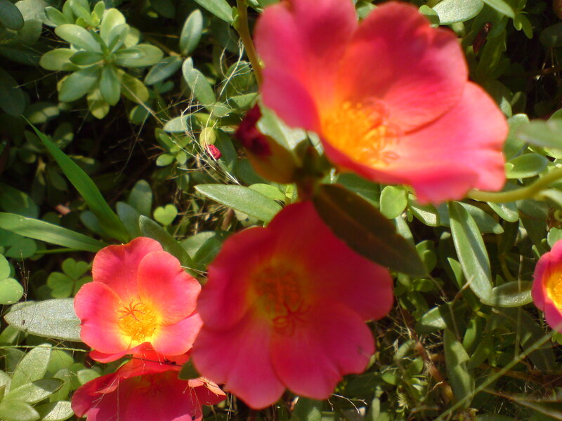 Pink Purslane Flowers