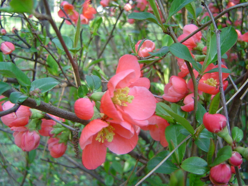 Pink Quince Blossoms — Calm, Spring, Photograph