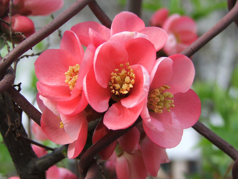 Pink Quince Blossoms — Calm, Spring