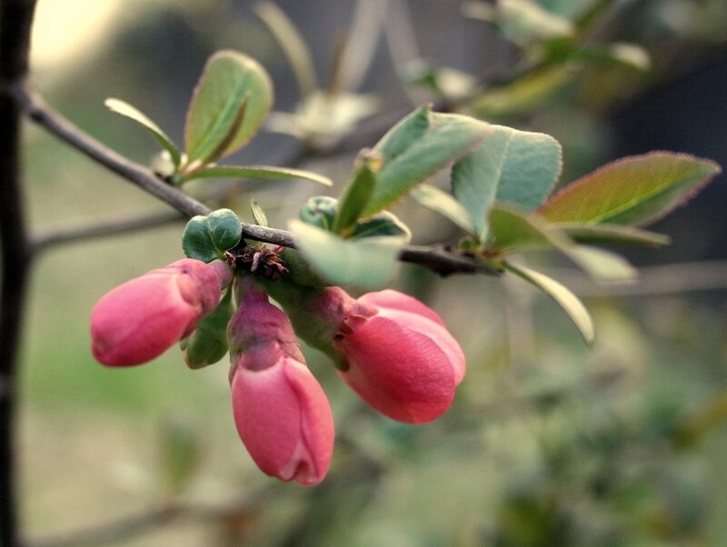Pink Quince Blossoms — Calm
