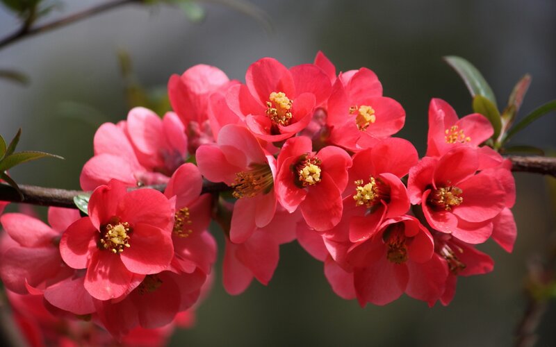 Pink Quince Blossoms — Red