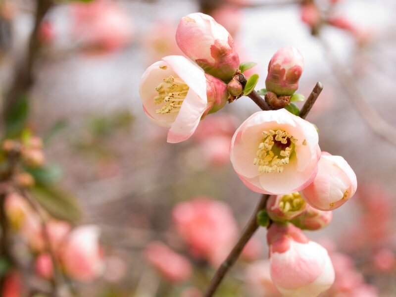 Pink Quince Blossoms — Serene, Spring