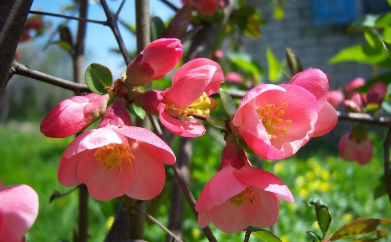 Pink Quince Blossoms — Serene