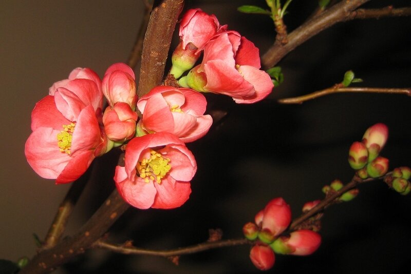 Pink Quince Blossoms